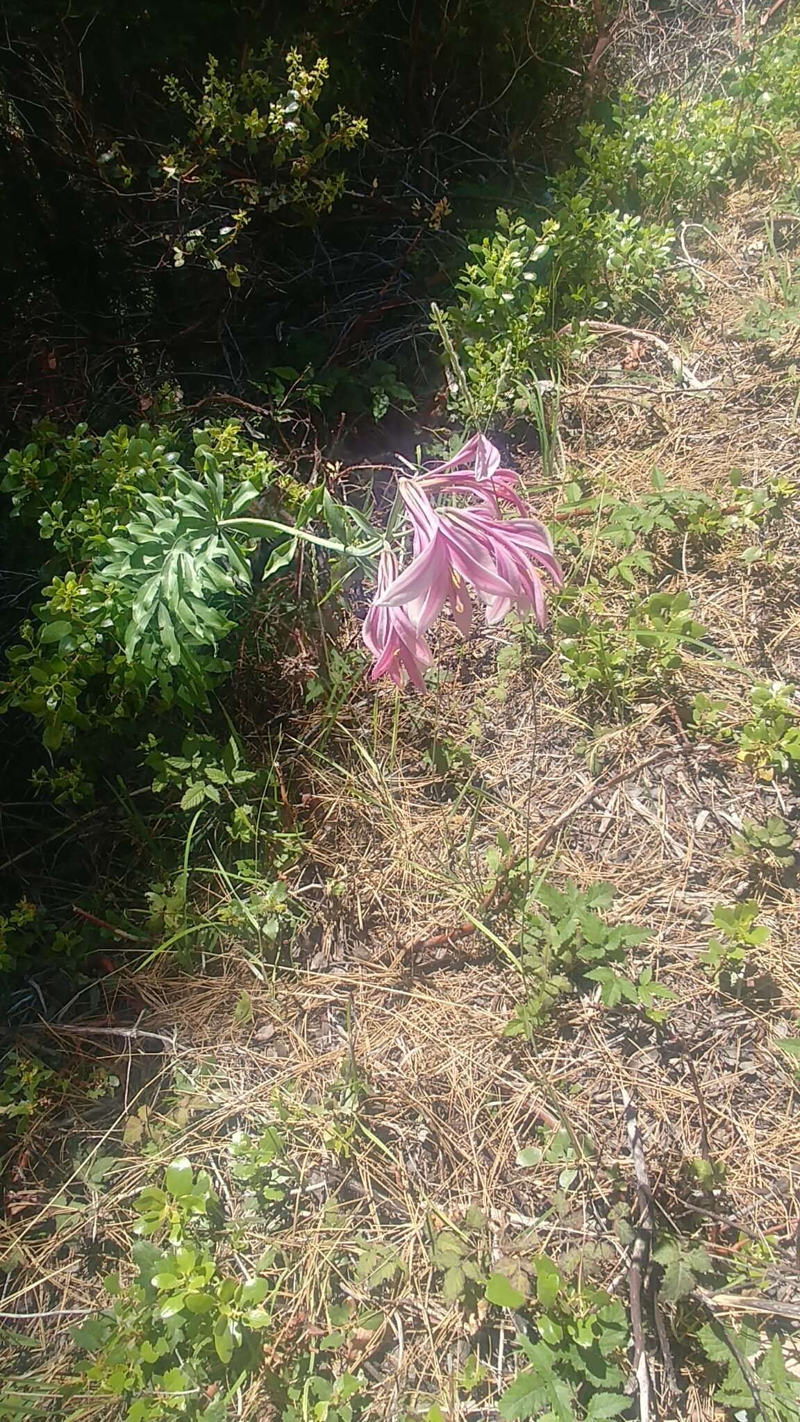 Image of Cascade lily