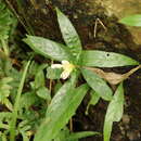 Strobilanthes sinuata J. R. I. Wood resmi