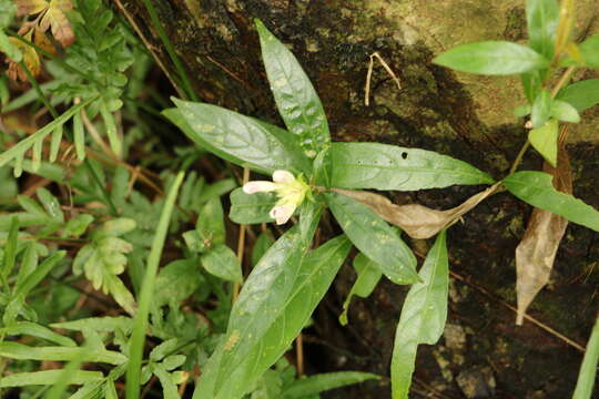 Strobilanthes sinuata J. R. I. Wood resmi