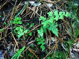 Sivun Dennstaedtia wilfordii (T. Moore) H. Christ kuva