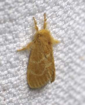 Слика од Euproctis lutea Fabricius 1775