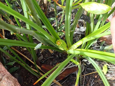 Imagem de Kniphofia uvaria (L.) Oken