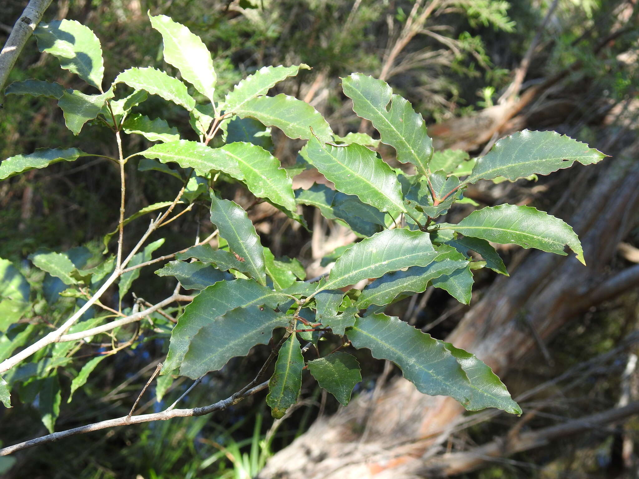 Слика од Schizomeria ovata D. Don