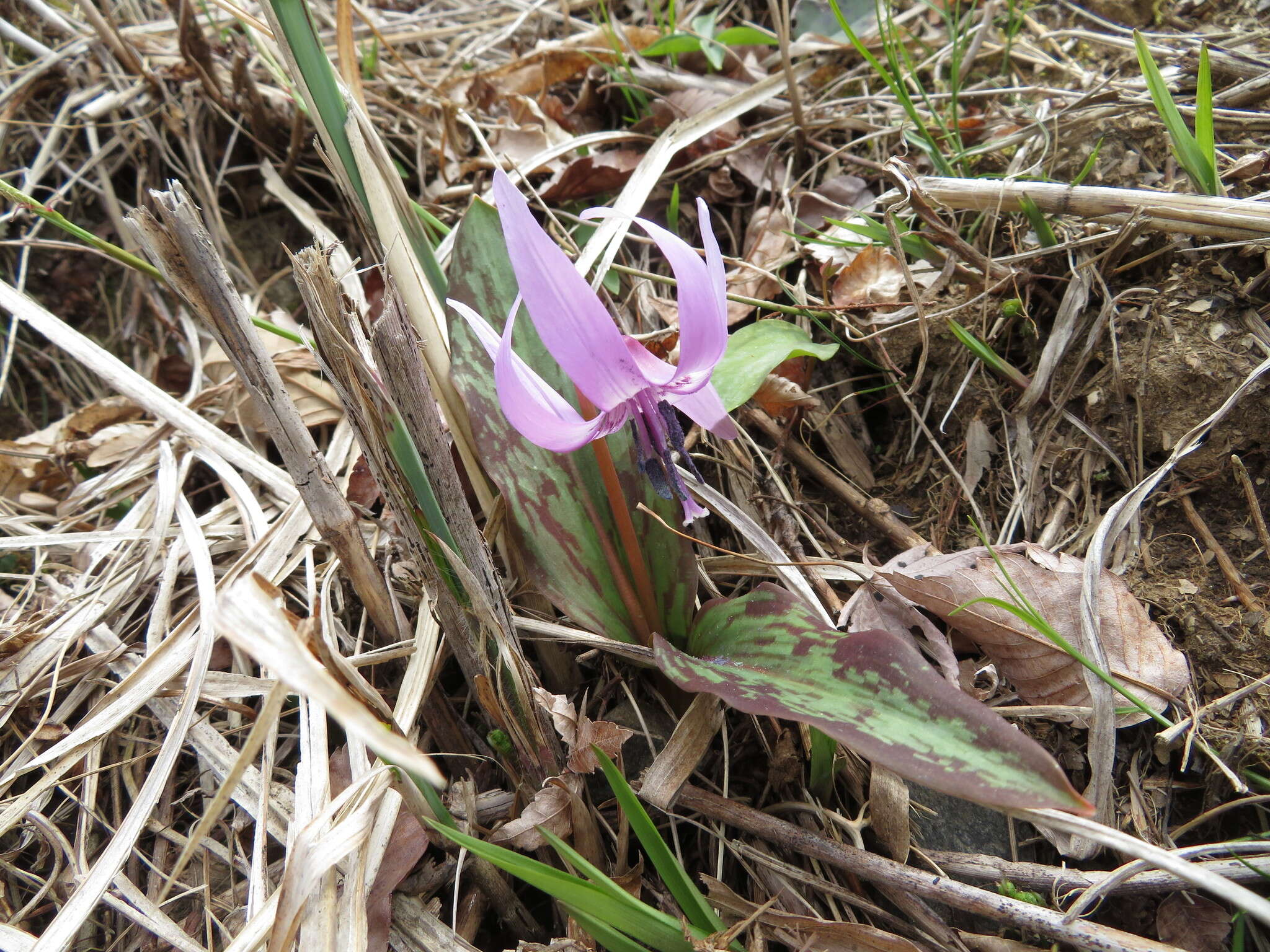 Image of Erythronium japonicum Decne.