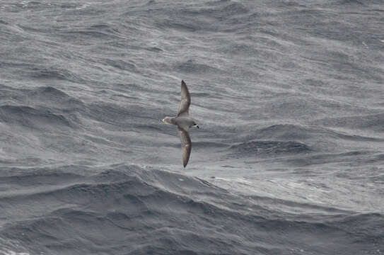 Image of Mottled Petrel