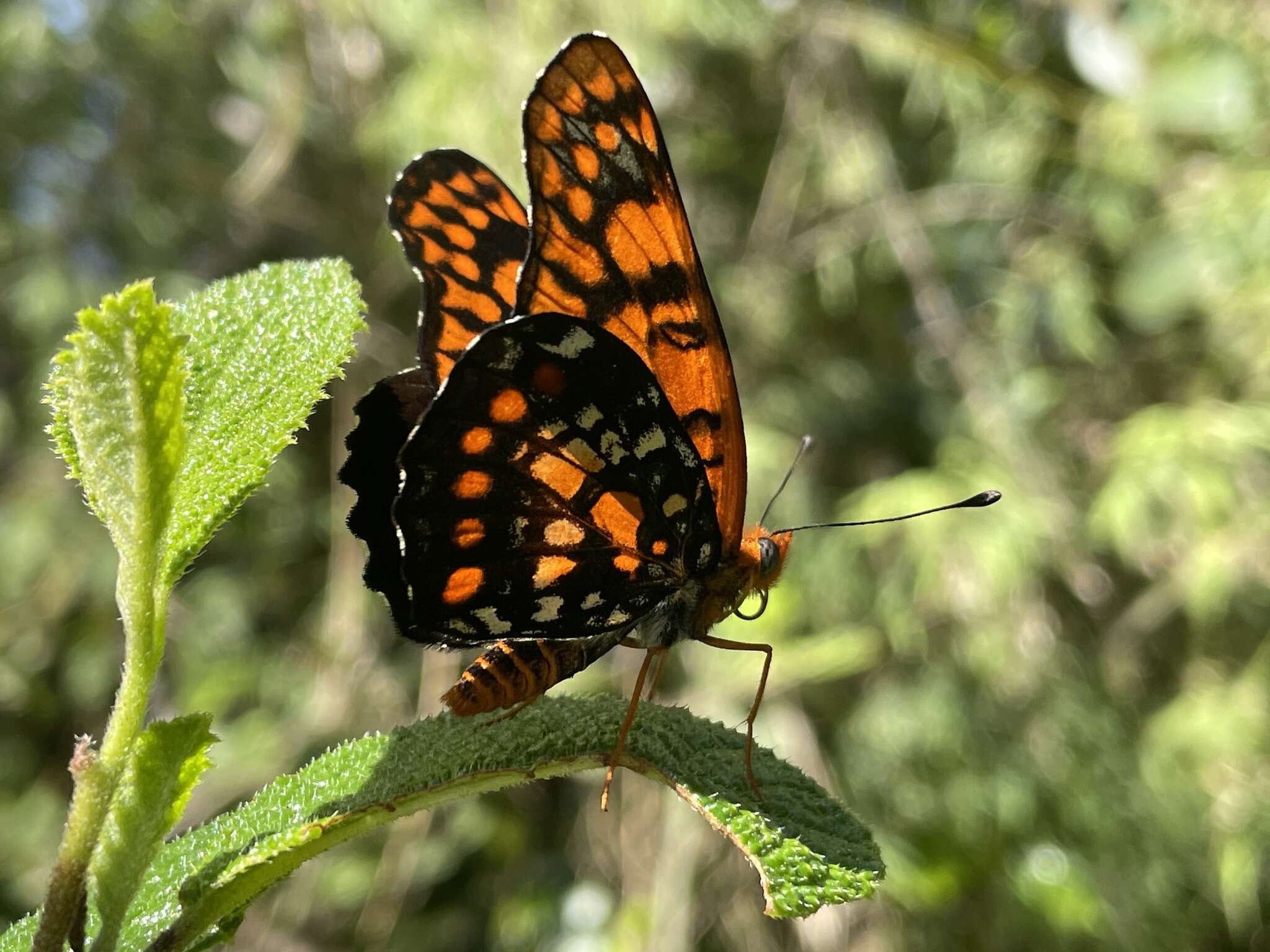 Image of Puerto Rican Checkerspot