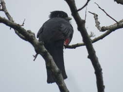 Trogon surrucura Vieillot 1817 resmi