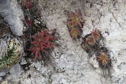 Image of Pinguicula gypsicola T. S. Brandeg.