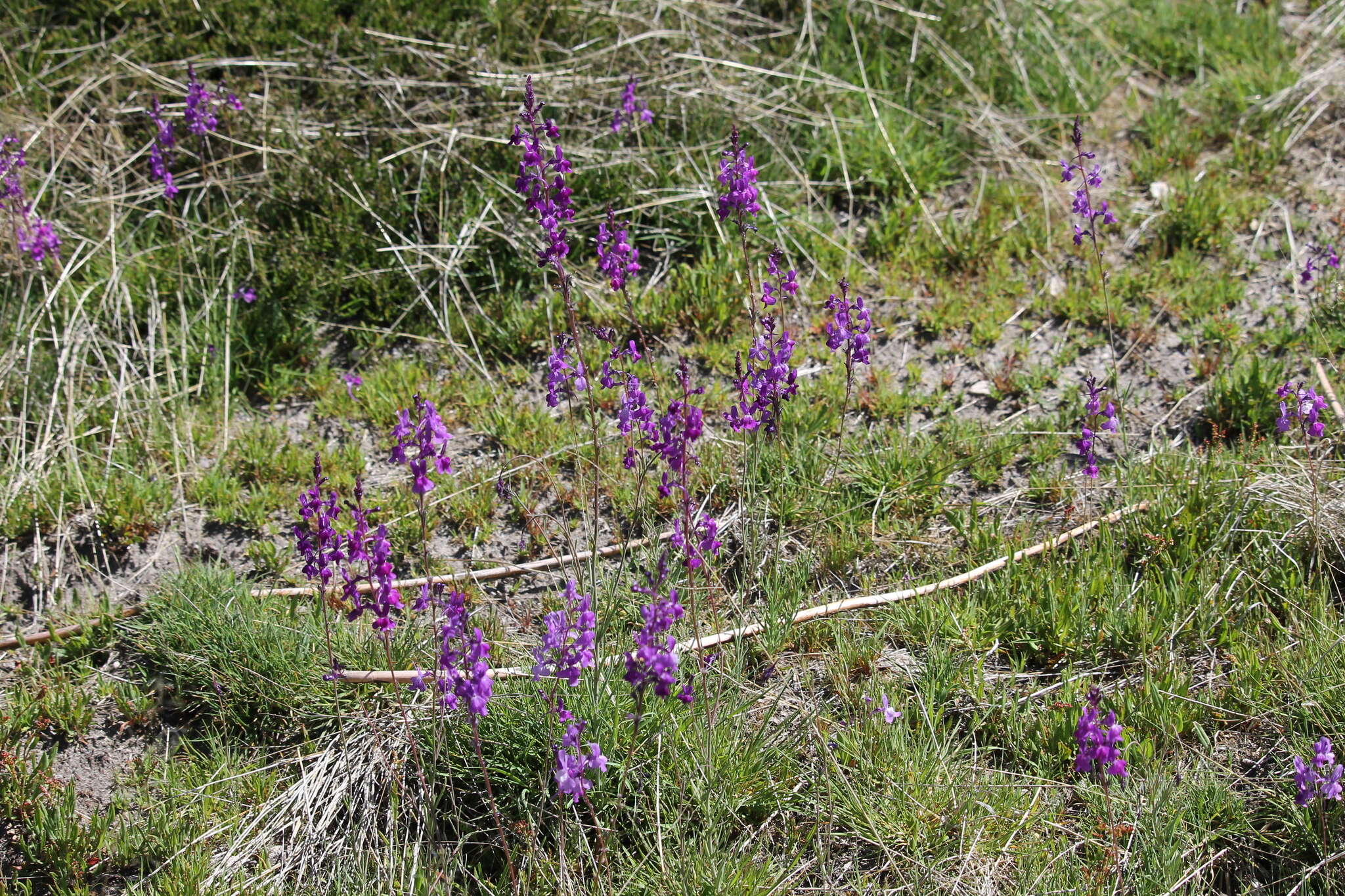 Sivun Linaria elegans Cav. kuva