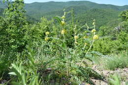 Imagem de Astragalus ponticus Pall.