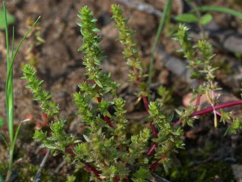 Crassula sieberiana (Schultes & J. H. Schultes) Druce resmi