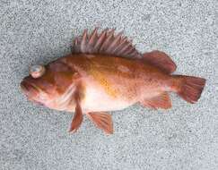 Image of Copper rockfish