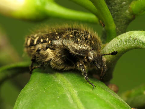 Image of Mediterranean Spotted Chafer Beetle