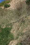 Image of pyp grass