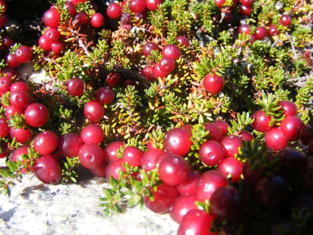 Image of Empetrum rubrum Vahl ex Willd.