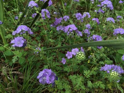 Phacelia maculata Wood的圖片