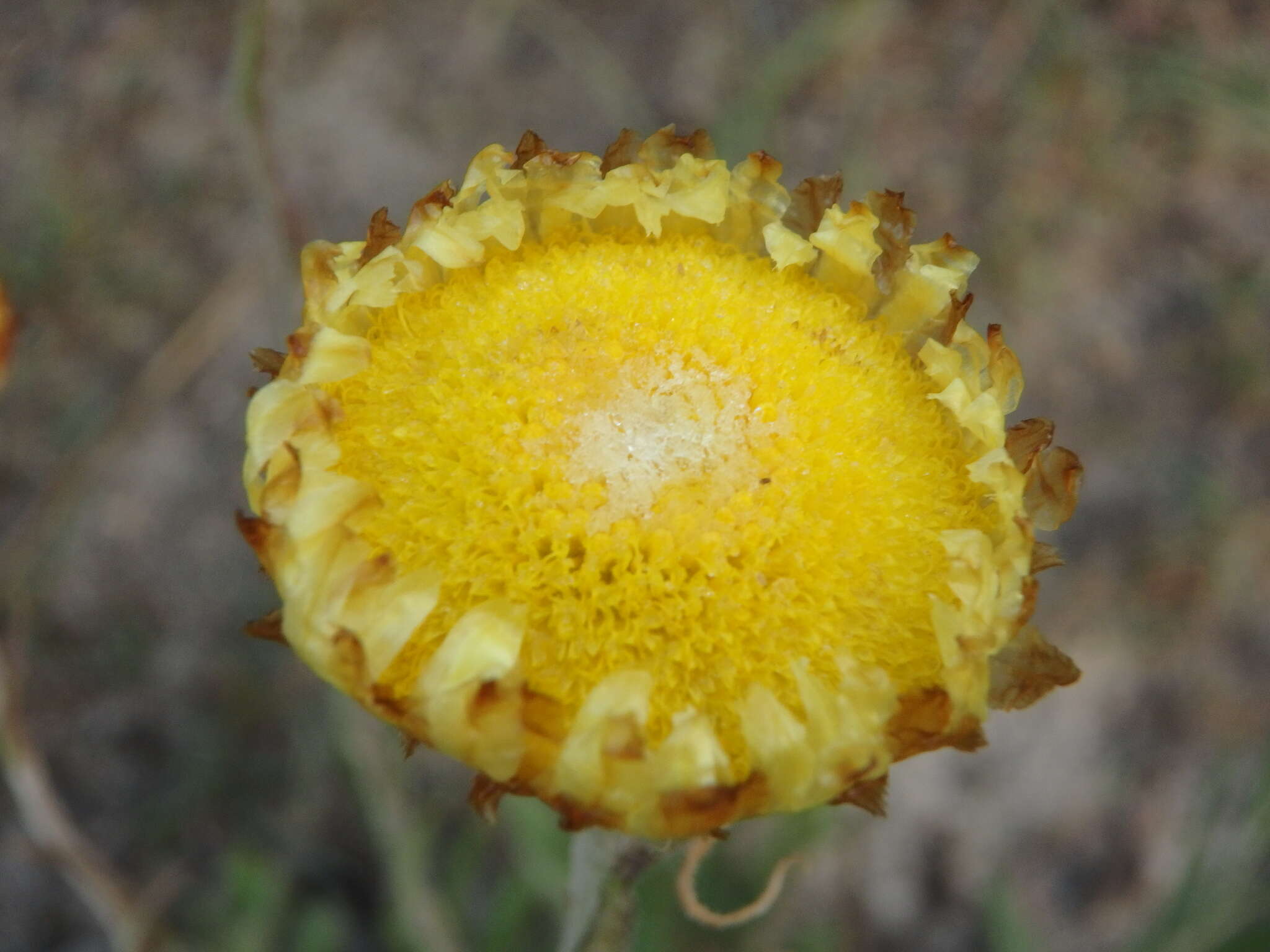 Plancia ëd Coronidium scorpioides (Labill.) Paul G. Wilson