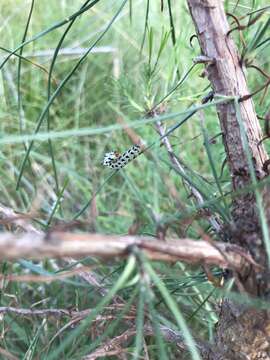 Image of Red-headed Pine Sawfly