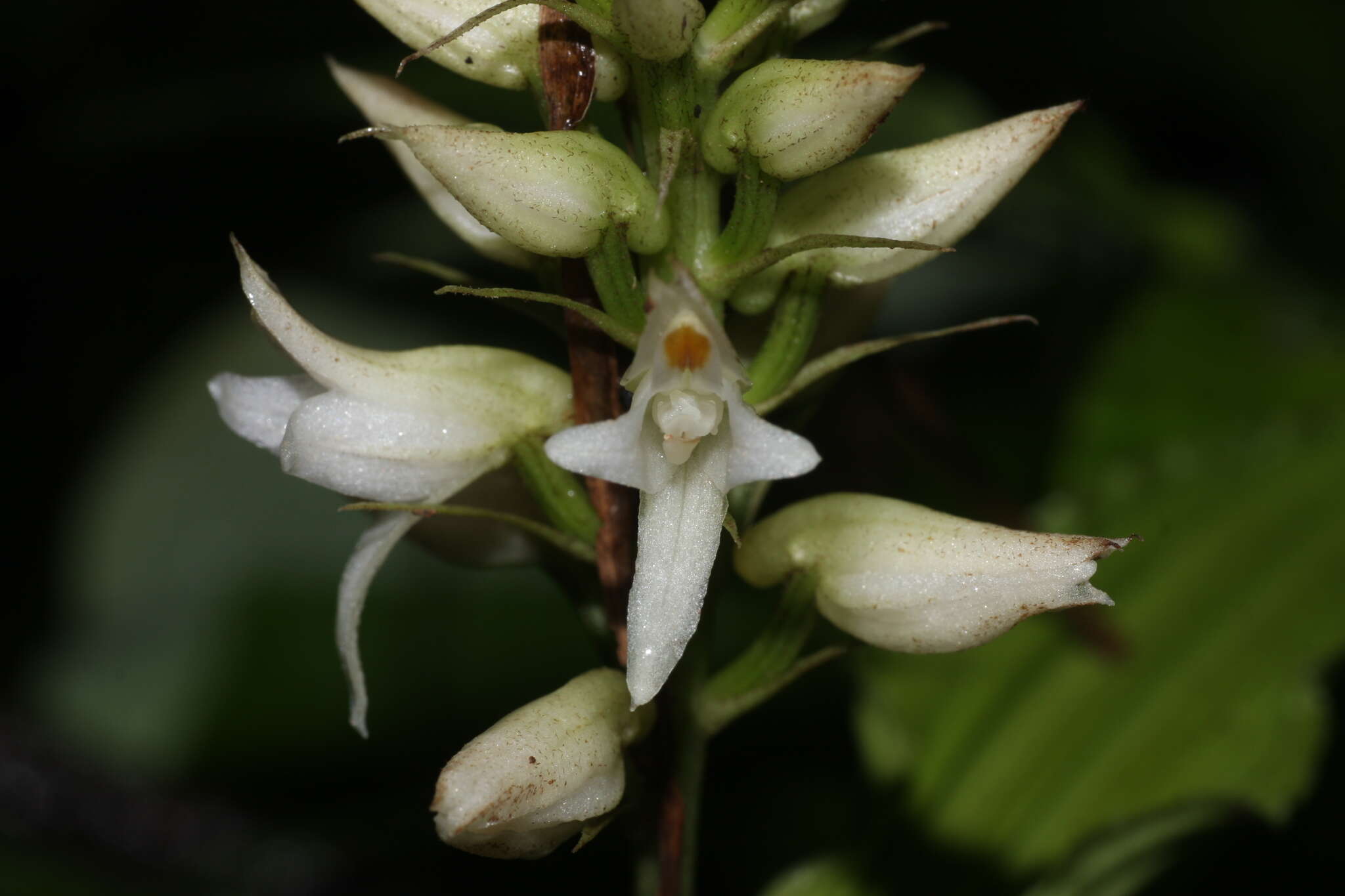 Image of Tropidia angulosa (Lindl.) Blume