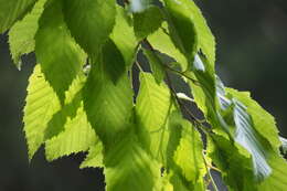 Image of Carpinus tschonoskii Maxim.