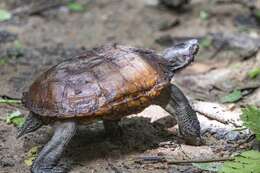 Image of Spiny turtle