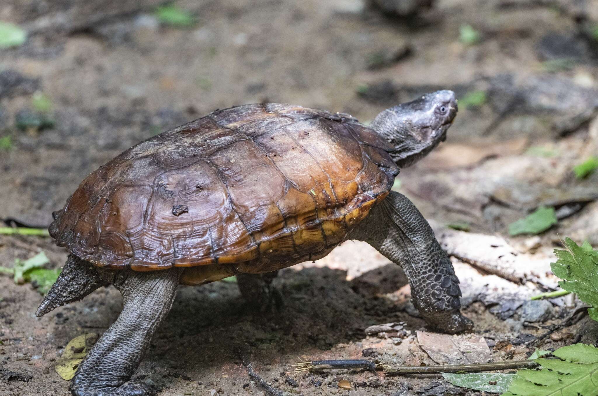 Image of Spiny turtle