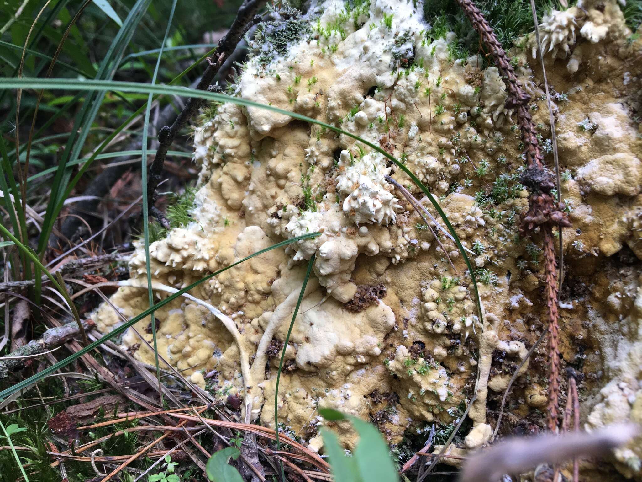 Image of Trichoderma citrinum (Pers.) Jaklitsch, W. Gams & Voglmayr 2014