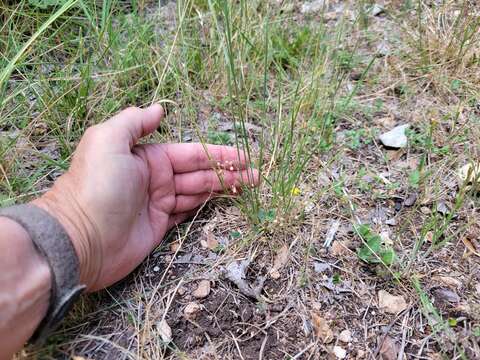 Image of gaslight bladderpod