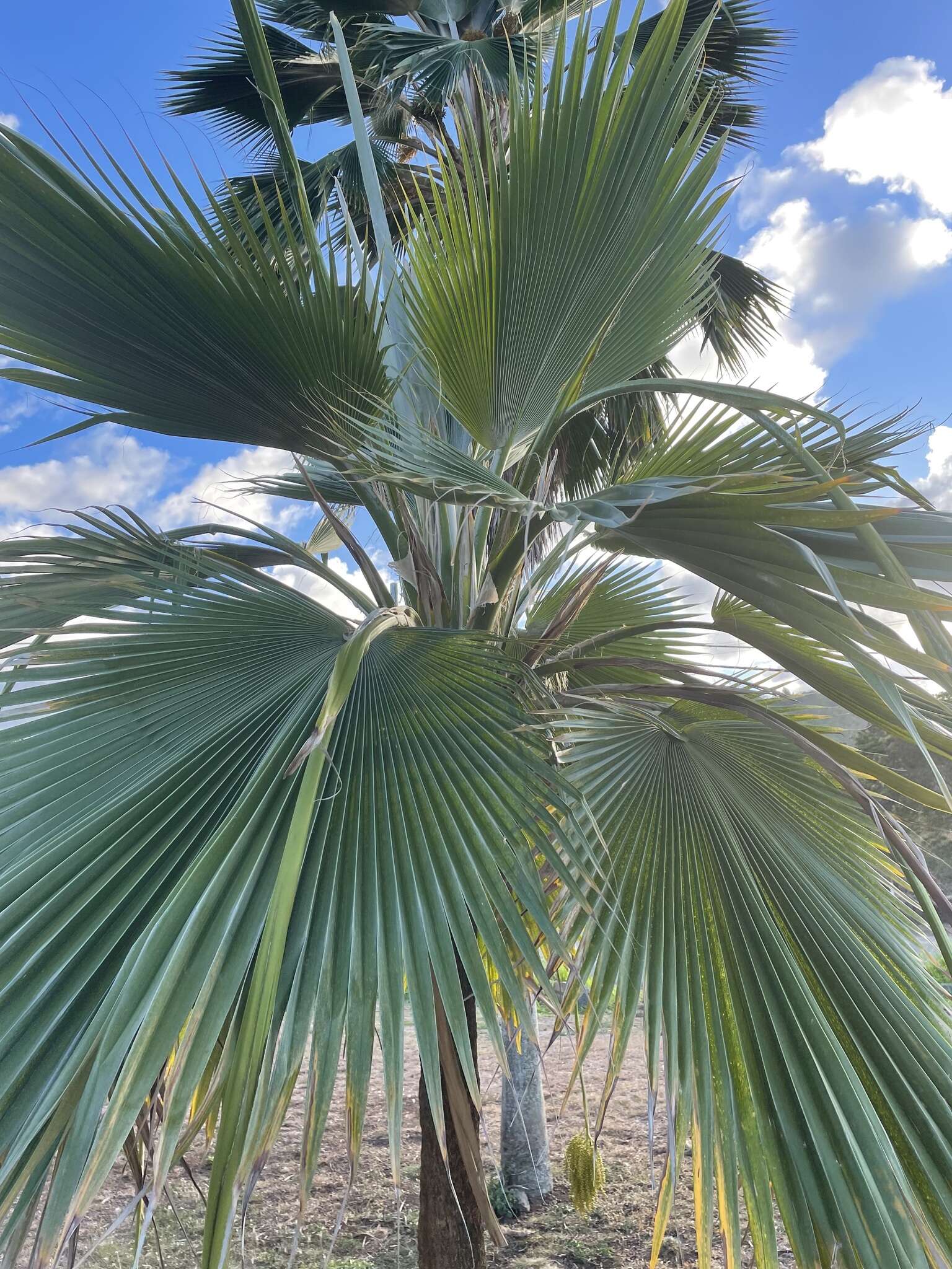 Pritchardia hillebrandii Becc.的圖片