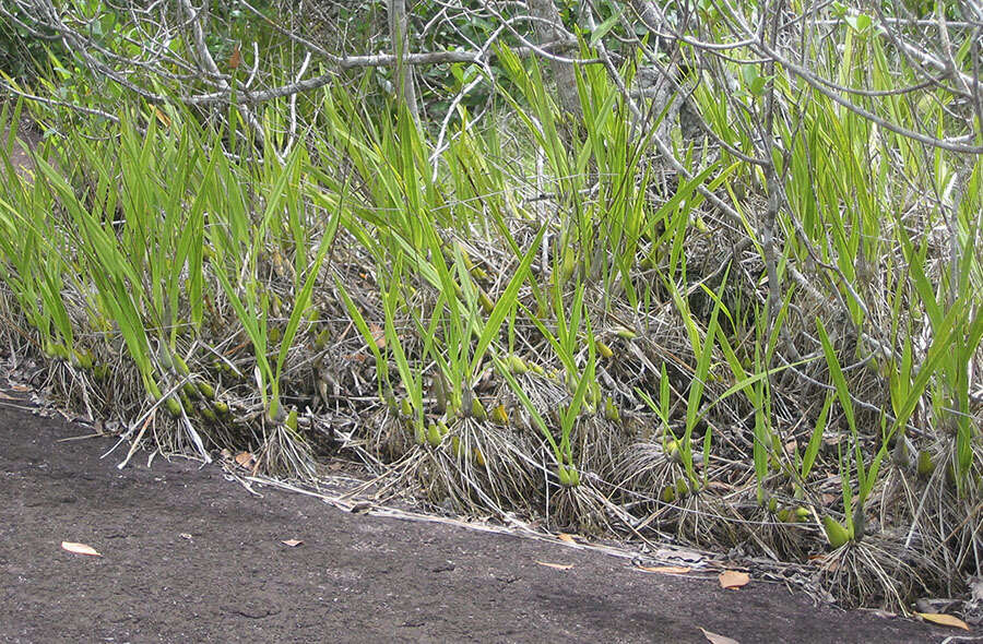 Image of Encyclia granitica (Lindl.) Schltr.