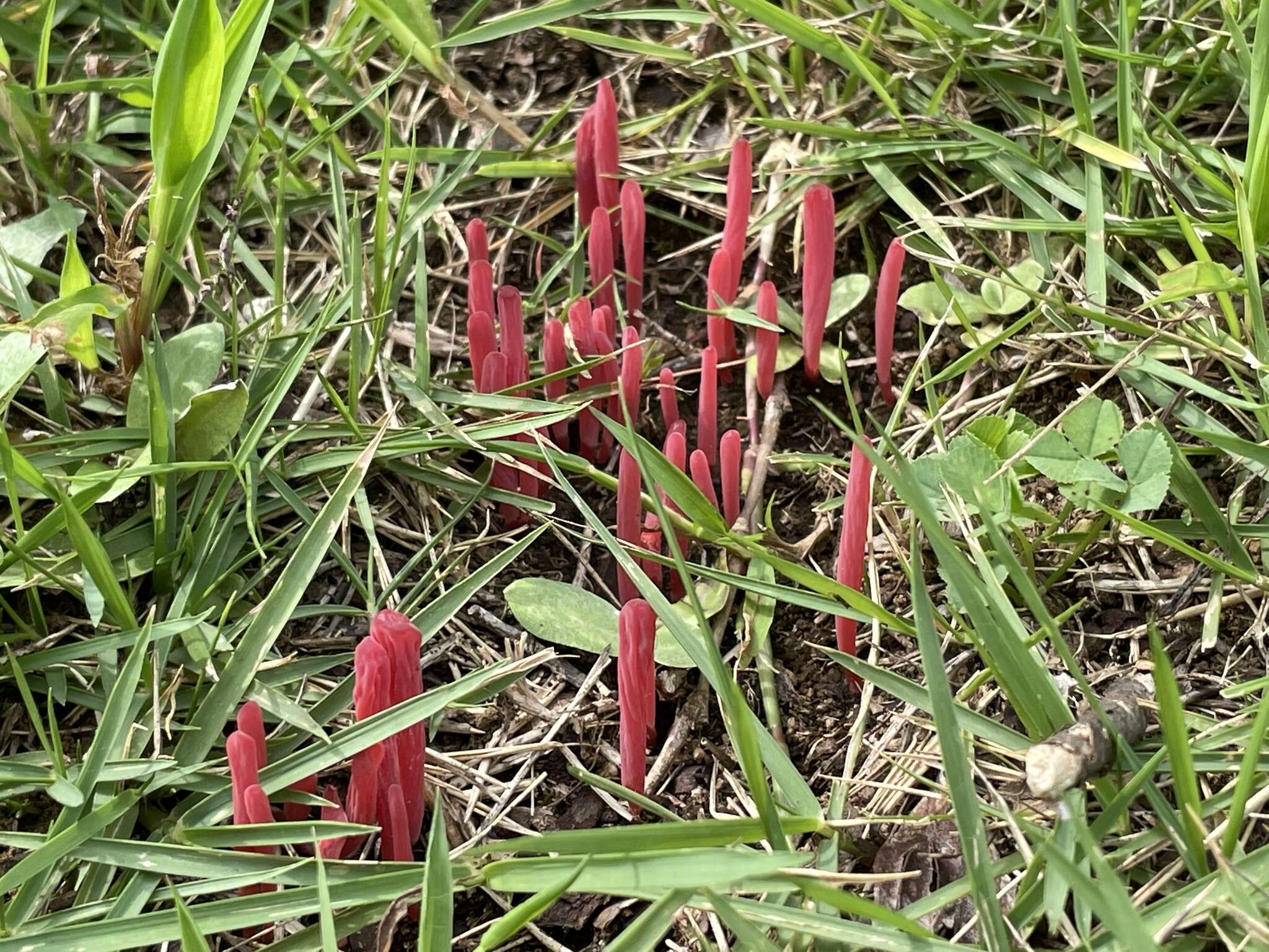 Image of Clavaria rosea Fr. 1821