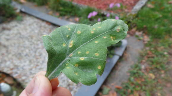 Imagem de Puccinia horiana Henn. 1901