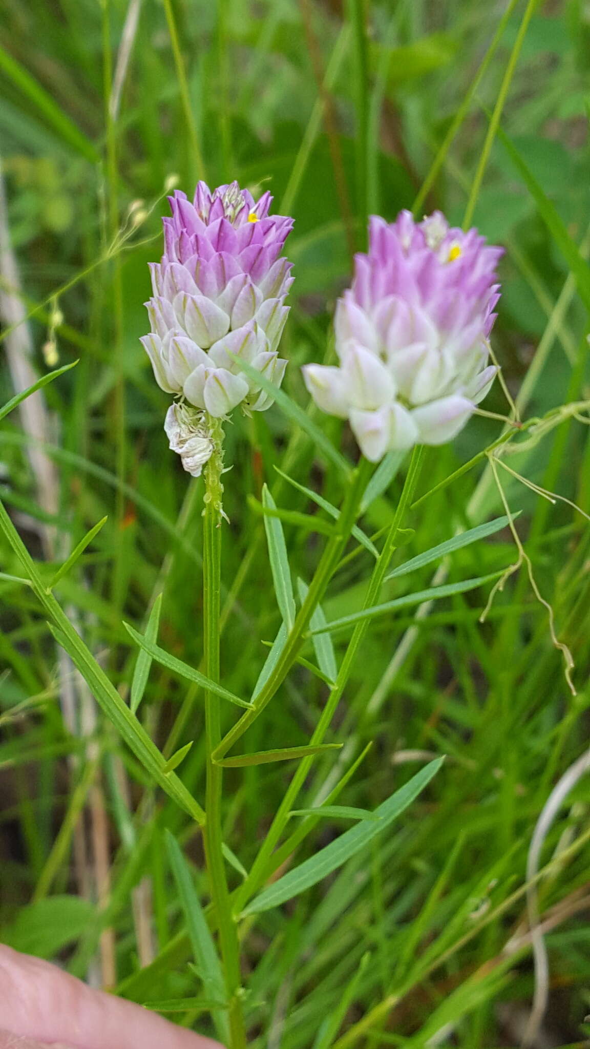 Image of blood milkwort