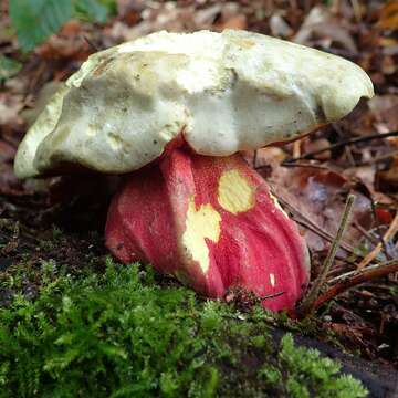 Image of Devil's bolete