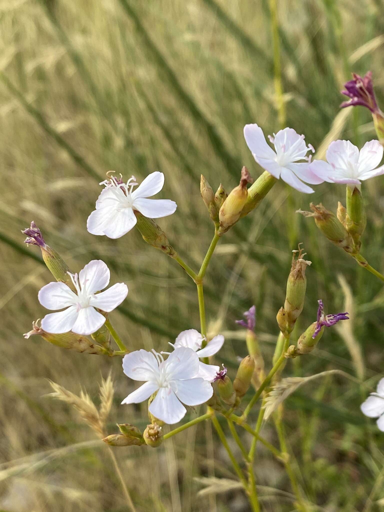 Image of Dianthus ciliatus subsp. dalmaticus (Celak.) Hayek