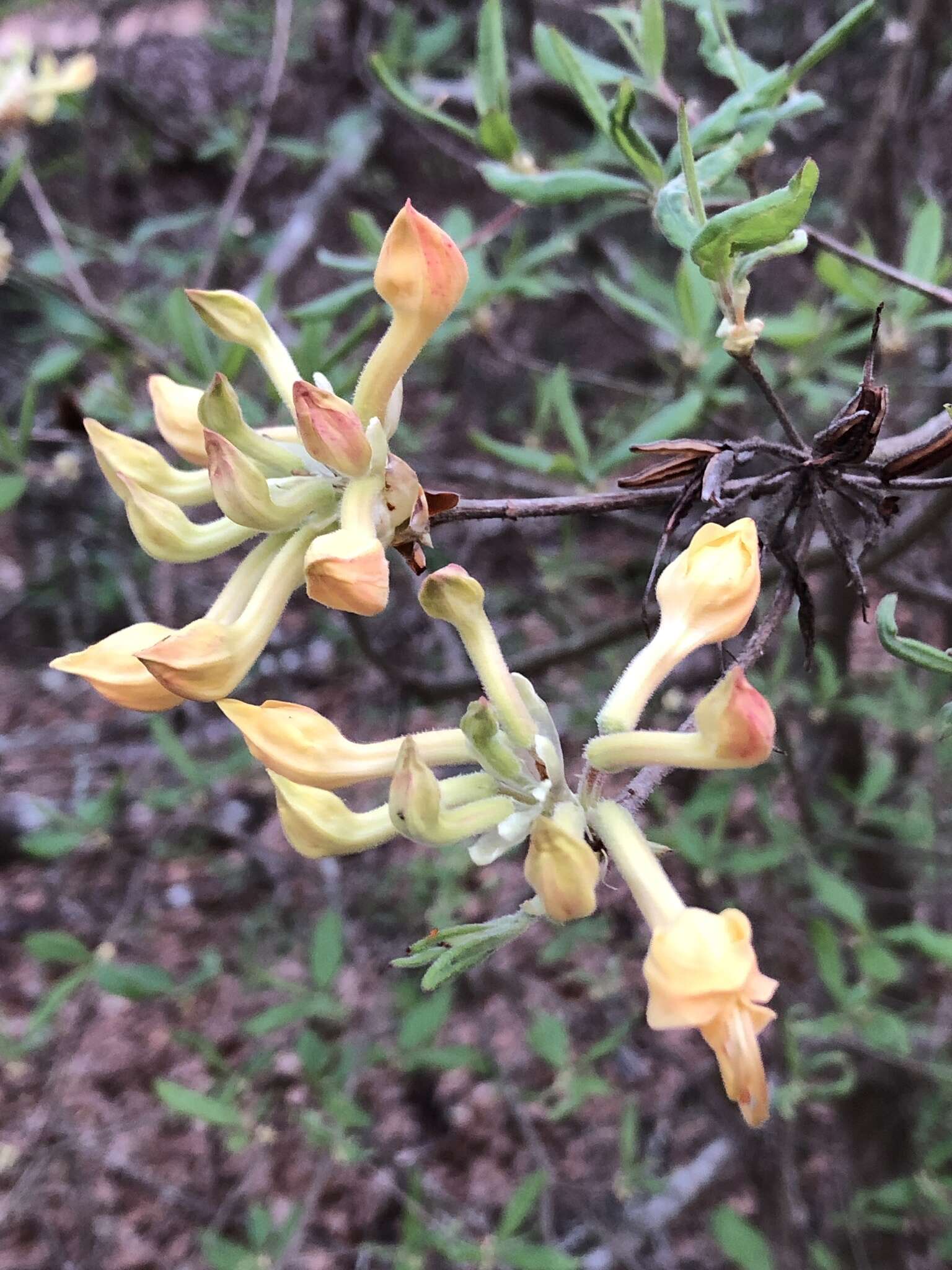 Imagem de Rhododendron austrinum (Small) Rehd.