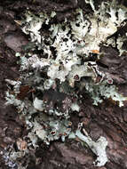 Image of esslingeriana lichen