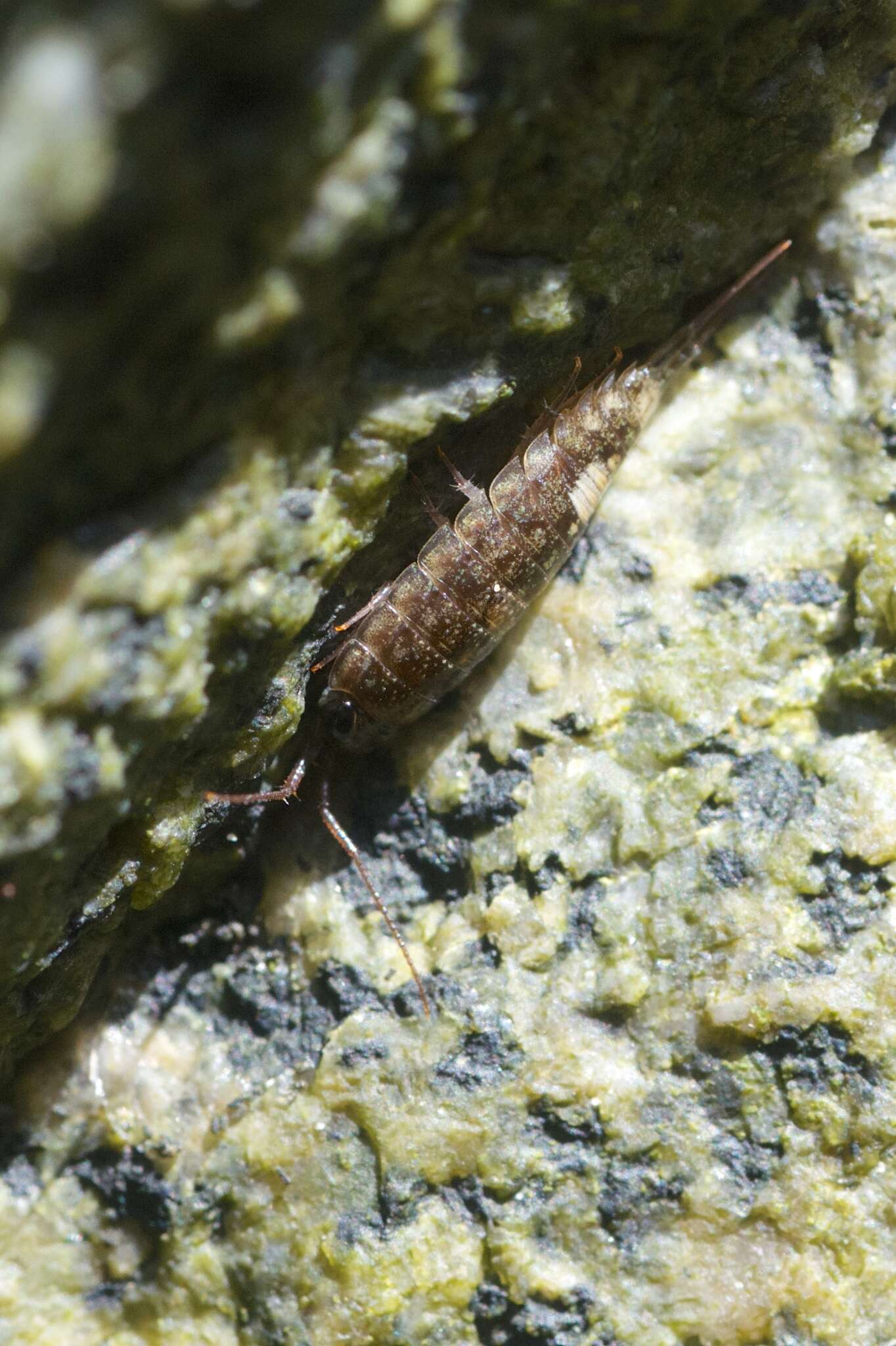 Image of Ligia occidentalis (Dana 1853)