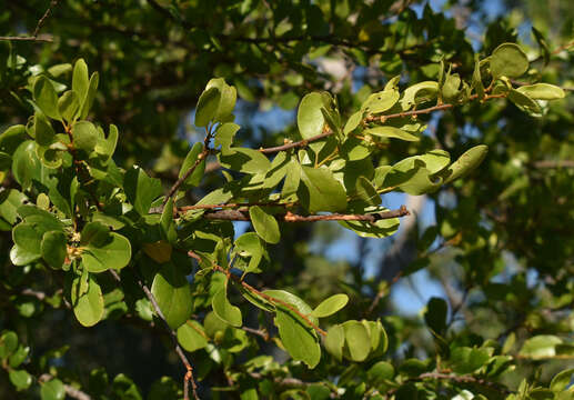 Image of Petalostigma banksii Britten & S. Moore