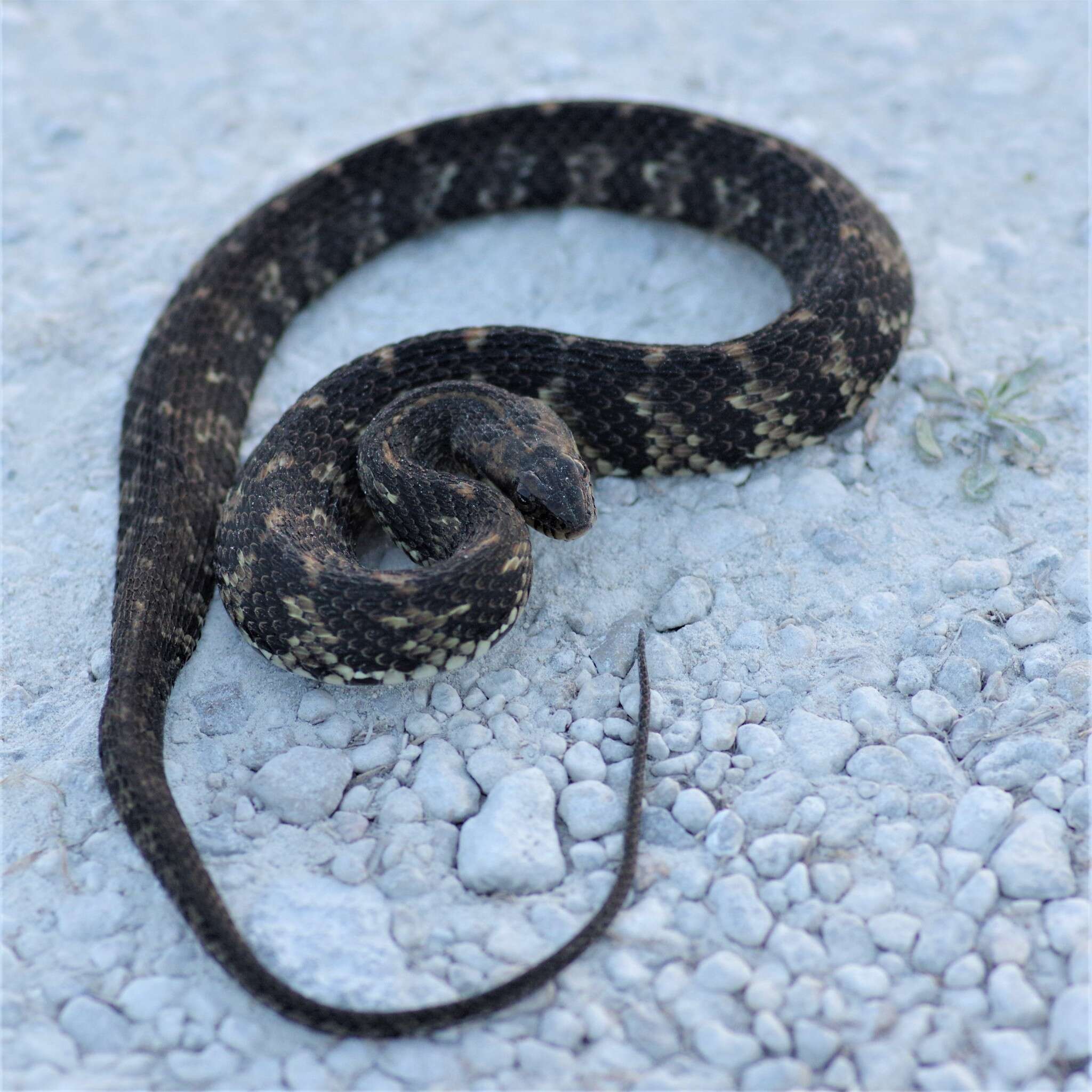 Image of Atlantic salt marsh snake