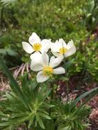 Image of narcissus anemone
