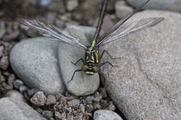 Image of Pygmy Clubtails