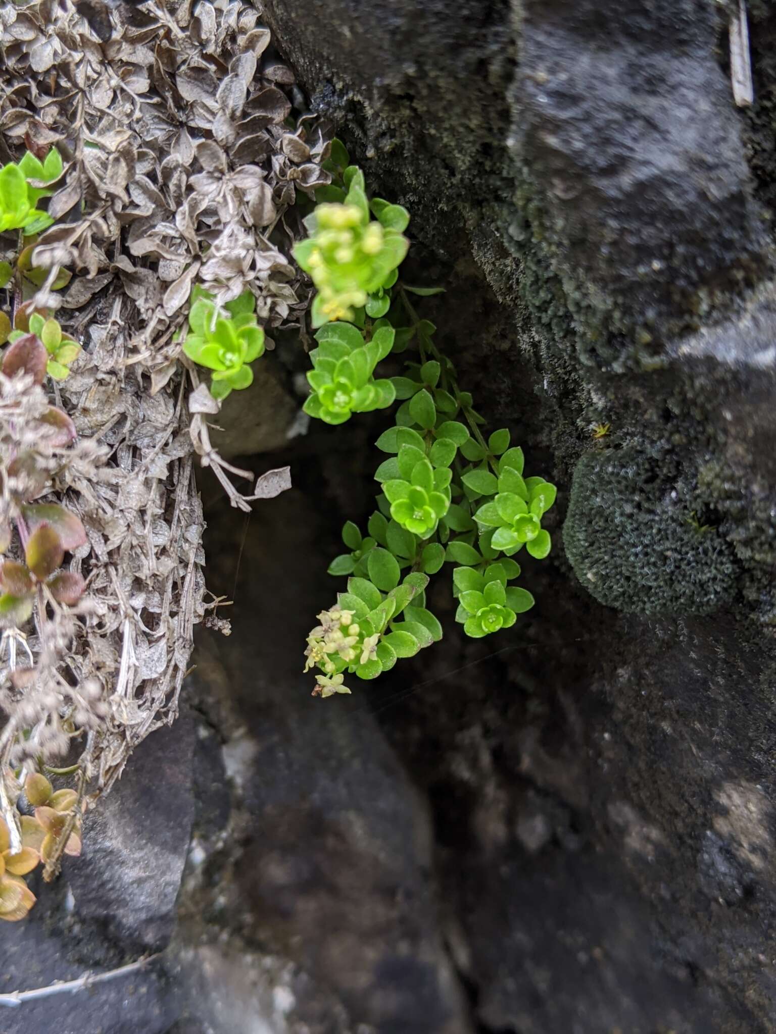 Image of Galium tarokoense Hayata