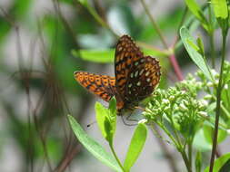 Image of Speyeria hesperis dorothea Moeck 1947