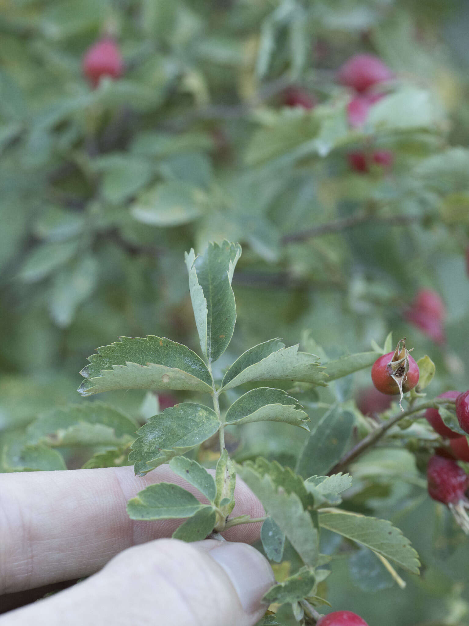 Sivun Rosa woodsii var. ultramontana (S. Wats.) Jeps. kuva