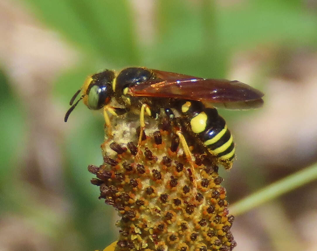 Image of Philanthus gloriosus Cresson 1865