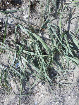 Image of lyme-grass