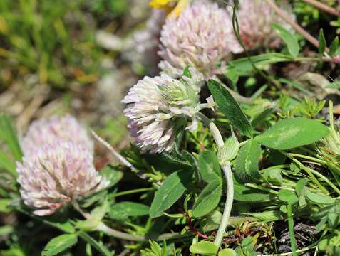Image of Trifolium pratense var. frigidum Gaudin