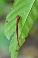 Image of Tiger Leech