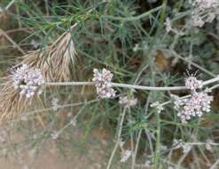 Image of longstem buckwheat